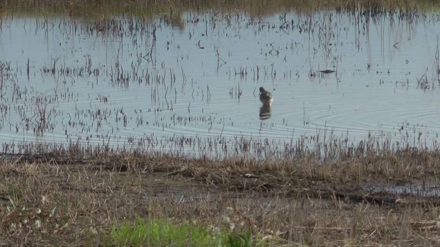 Killingholme Haven Pits on 24th October 2016